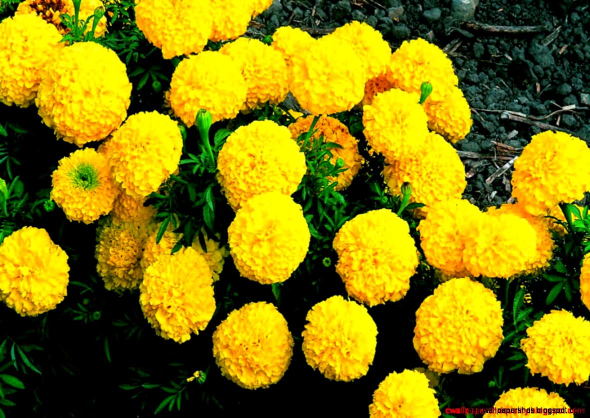 Marigold Flowers Wallpapers HD Quality Marigold Flowers Wallpapers HD Quality