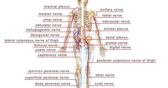 Standard Note: Peripheral and Autonomic nervous system