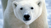 #13 Polar Bear Wallpaper
