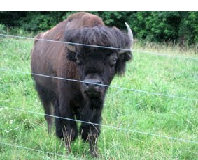 big bison bull