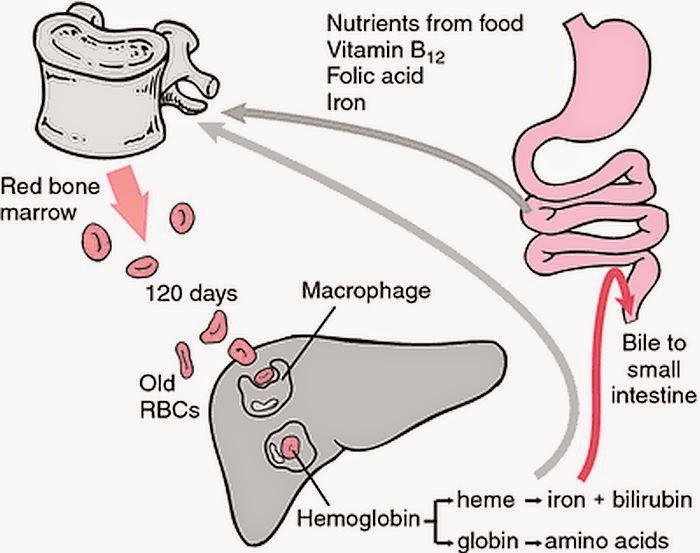 an introduction to the importance of a red blood cell in human body Why is blood important it might interest you that an average adult human body has about five liters of blood red blood cells. an introduction to the importance of a red blood cell in human body Why is blood important it might interest you that an average adult human body has about five liters of blood red blood cells.