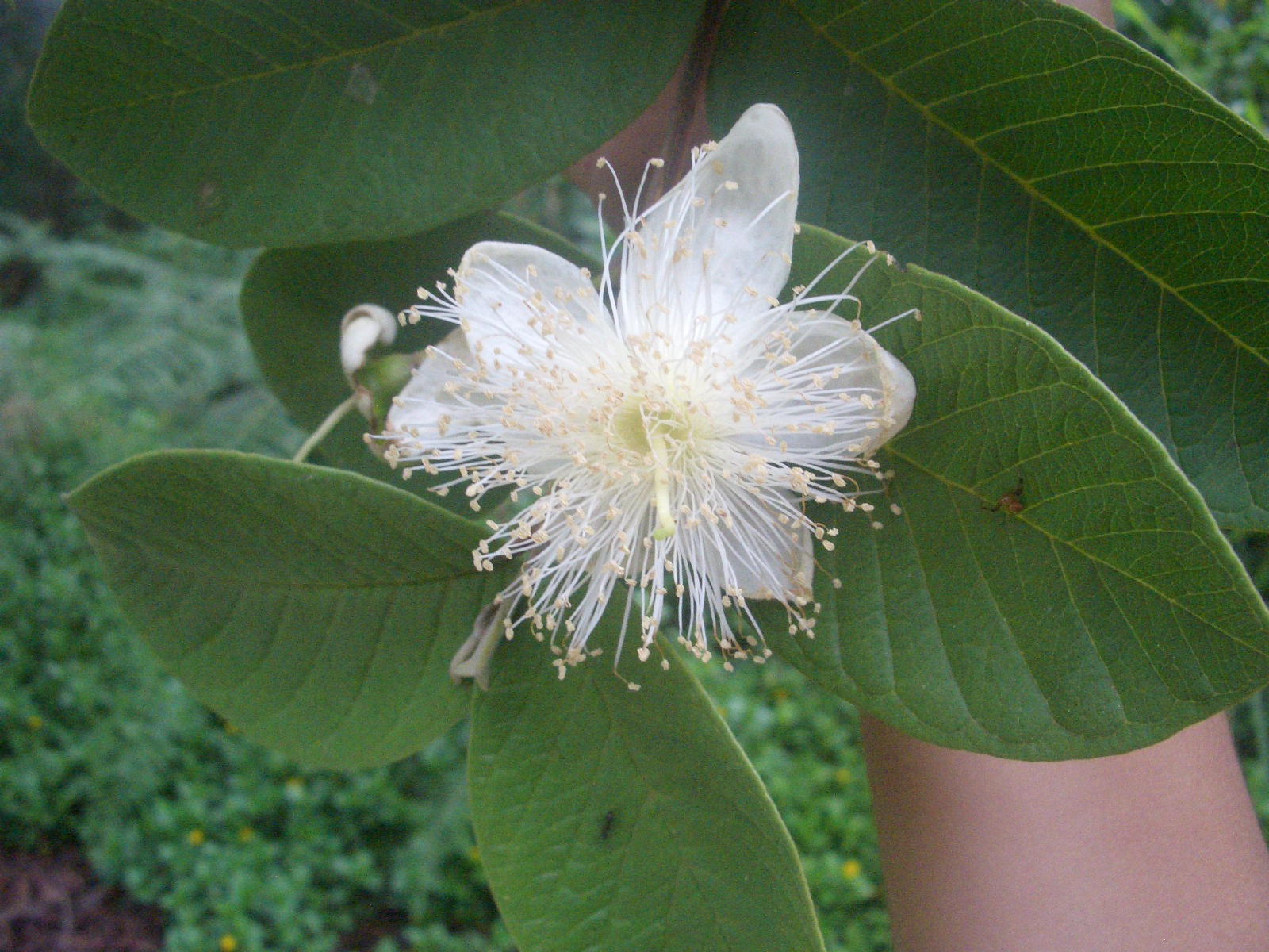 Eileen First Interest Beautiful Plants and Flowers Guava Flower