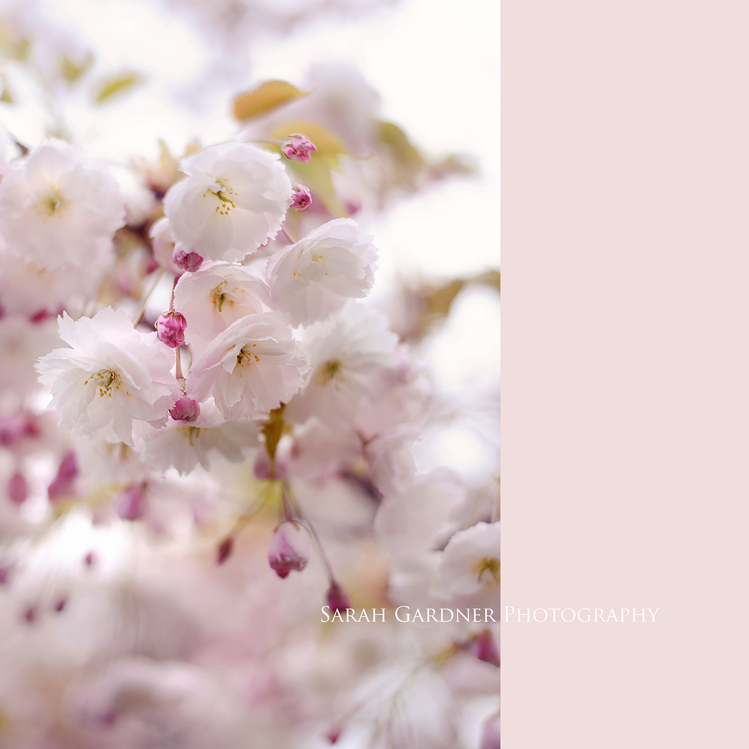 Sarah Gardner {ART BLOG} Candy Floss Cherry Tree