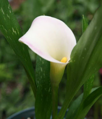 Calla Antique
