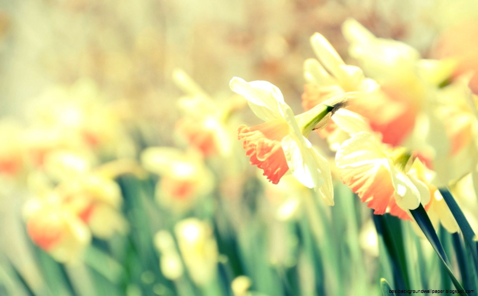 Daffodils Narcissus Flowers HD Wallpaper FreeWallsUp Daffodils Narcissus Flowers HD Wallpaper FreeWallsUp