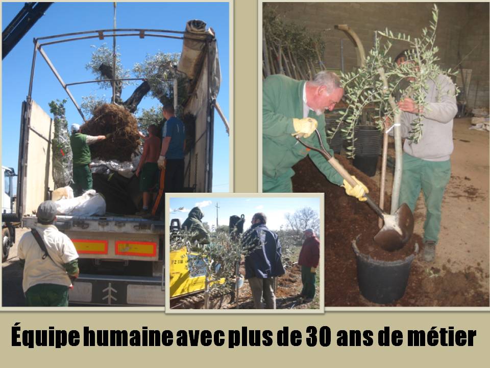 Pepiniere Gasso Specialistes En Plante Mediterraneenne Oliviers