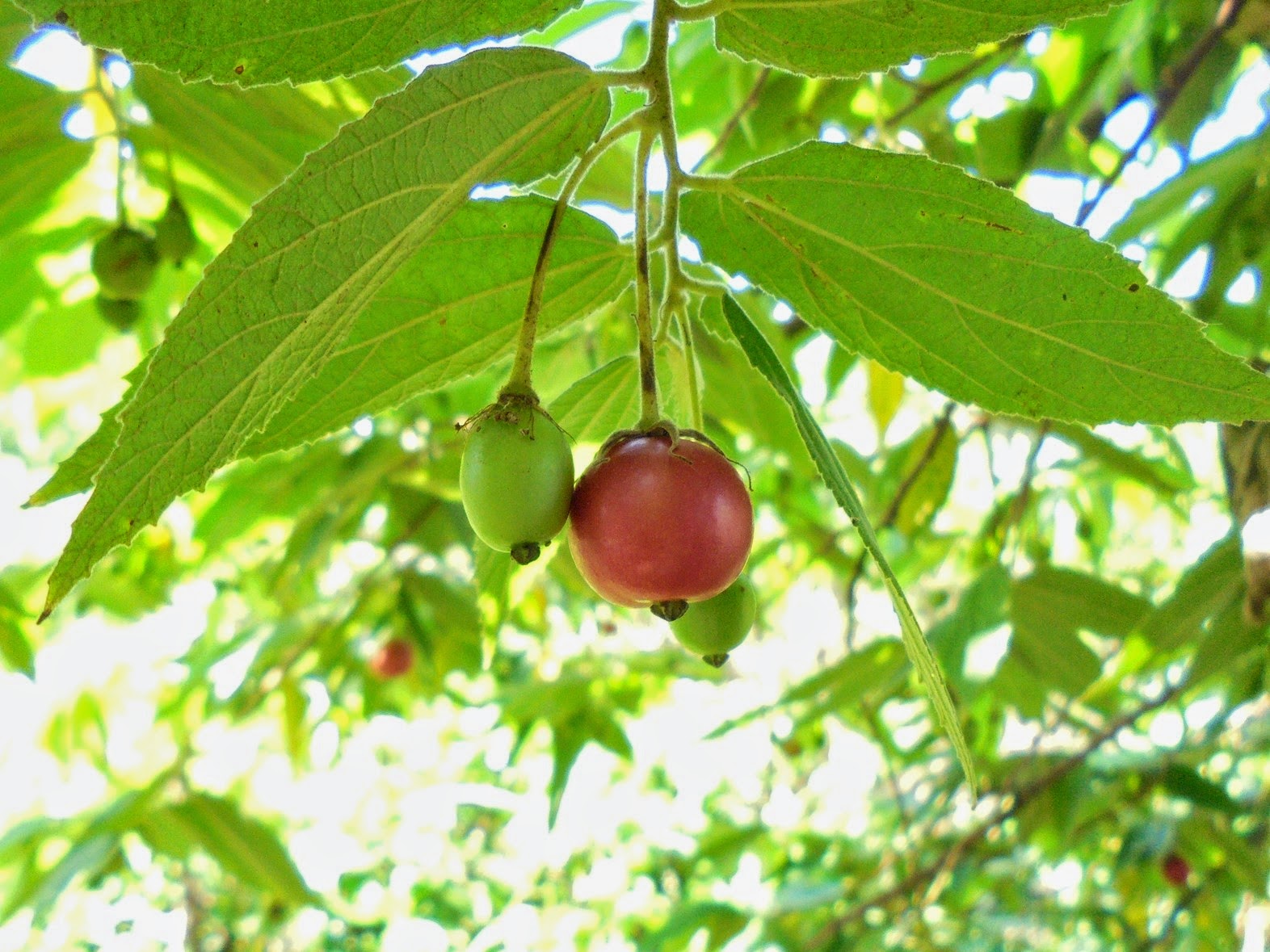 muntingia calabura tea Free essay: valenzuela city science high school a marcelo stdalandanan, valenzuela city the feasibility of ripe aratiles (muntingia. muntingia calabura tea Free essay: valenzuela city science high school a marcelo stdalandanan, valenzuela city the feasibility of ripe aratiles (muntingia.