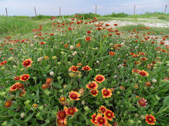 Protecting and enjoying Louisiana one acre at a time!