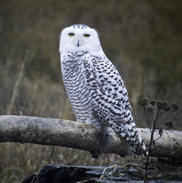 About Snowy Owls