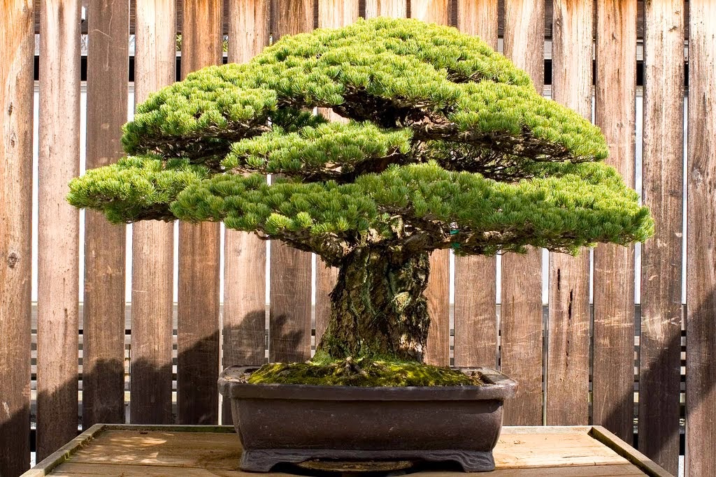 The 388-Year-Old Bonsai that Survived Hiroshima