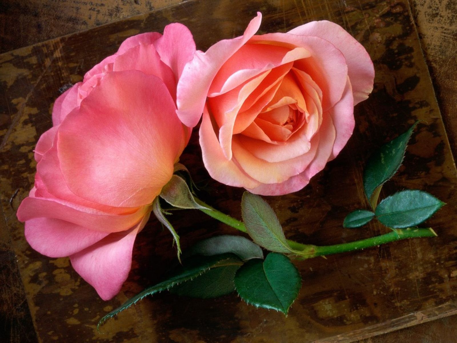 Beautiful Roses HD Desktop Wallpapers in 1080p ~ Super HD ...