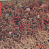 Pesquisa LANCE! Ibope: Flamengo segue com a maior torcida do Brasil 