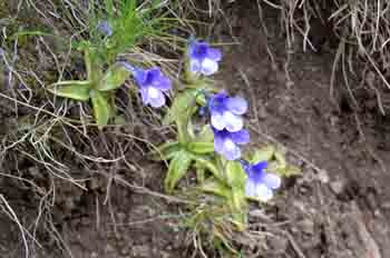 Pinguicola leptoceras (Erba unta)