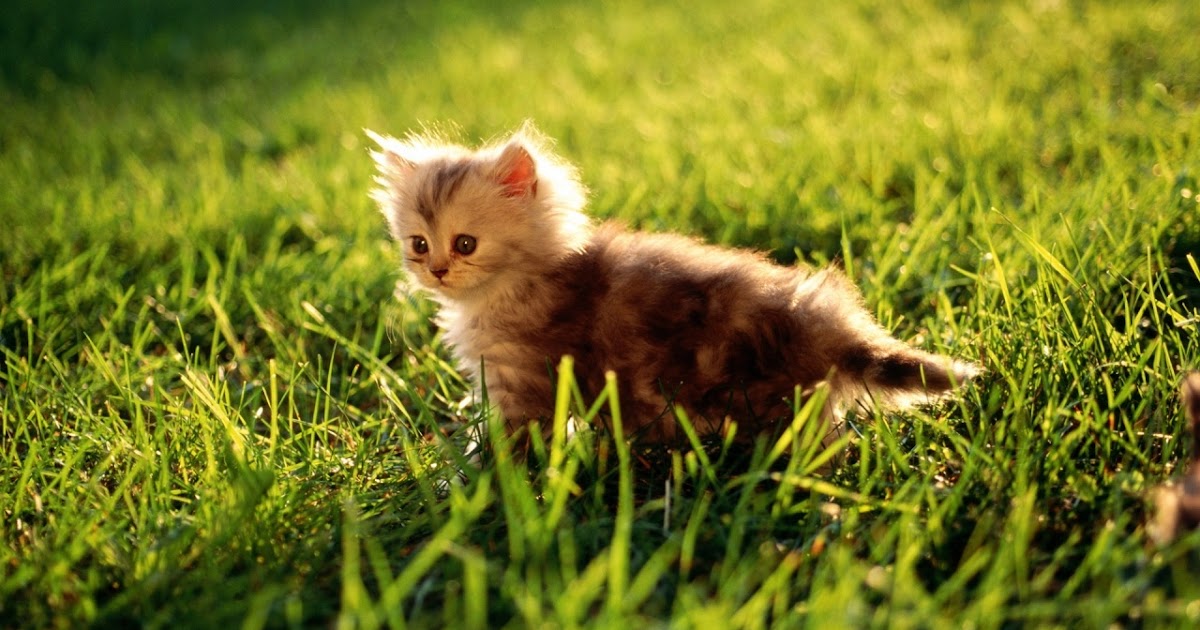 SEVİYELİ FIKRALAR MUTLULUK