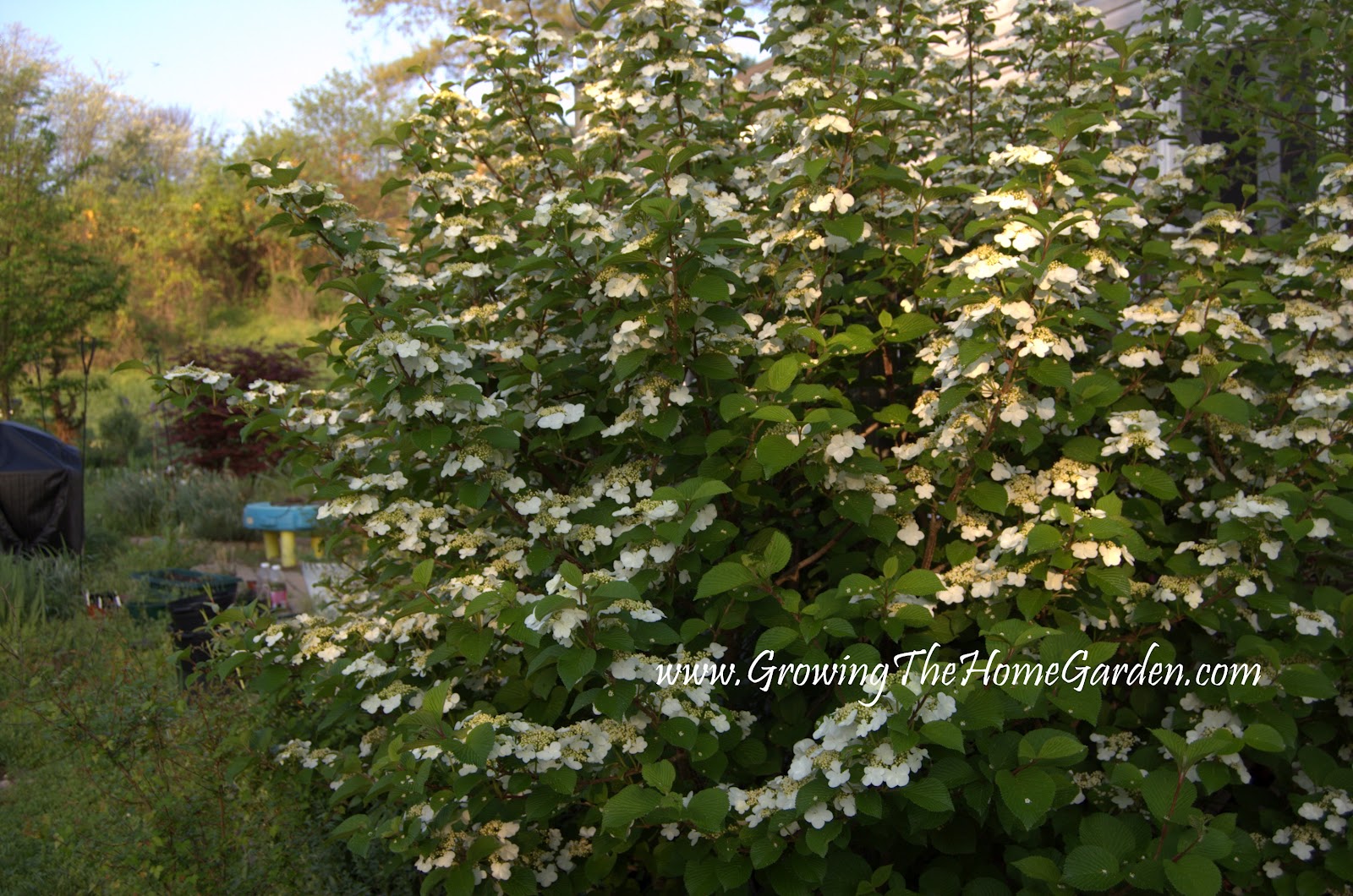 Doublefile Viburnum 'Shasta' Spring 2012 Growing The Home Garden