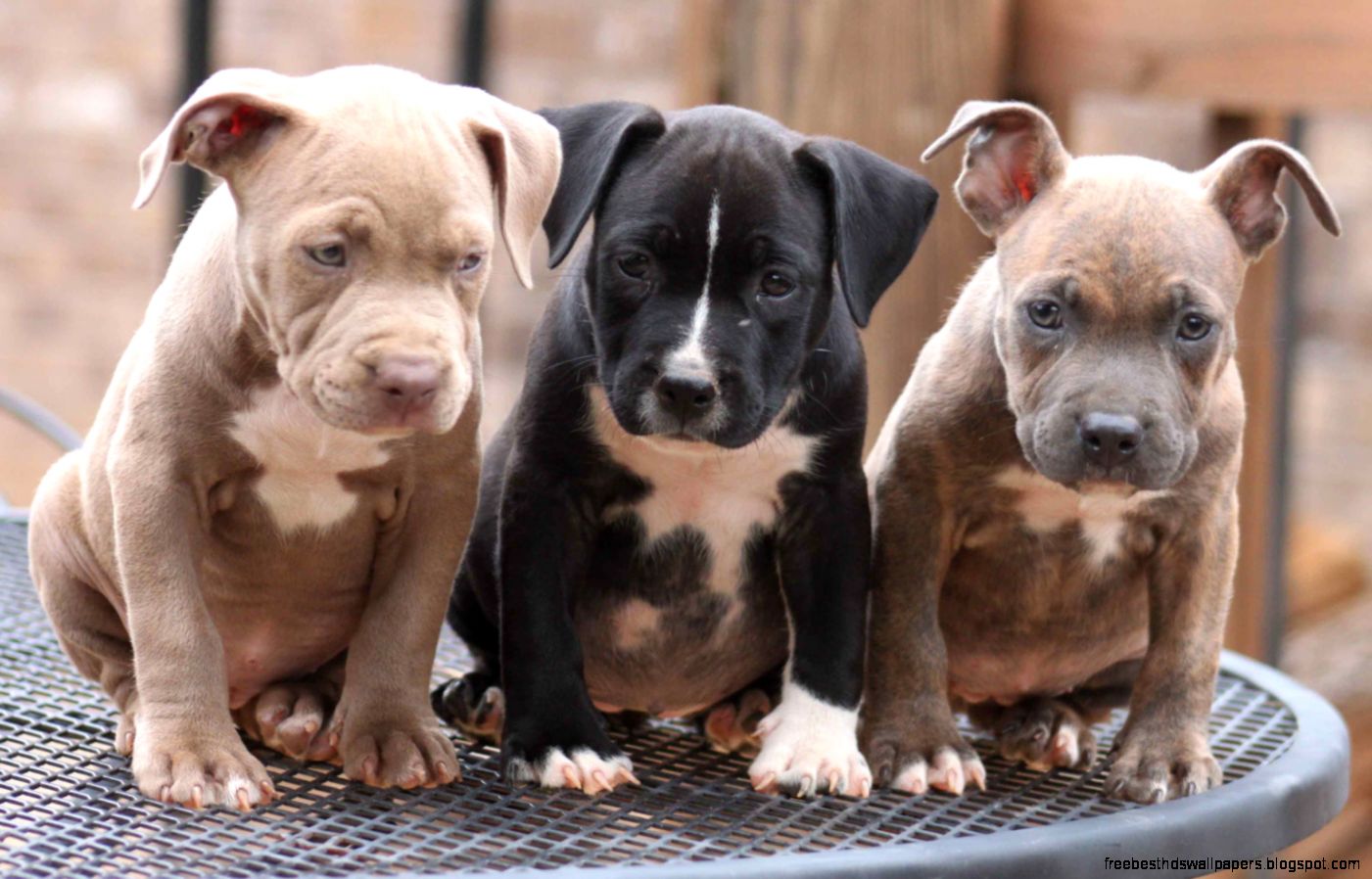 Dog Blue Nose Pitbull Puppies Dog Blue Nose Pitbull Puppies