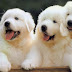 Cute Pupies Wallpaper - 1