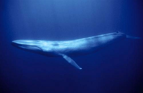 biggest animal in world. Blue Whale: Largest Animal