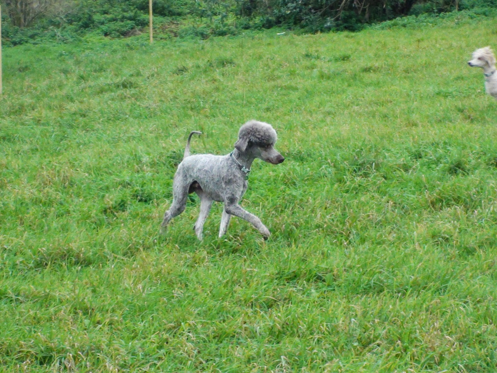 Adventures in Smallholding Lowmaintenance (and not so low maintenance