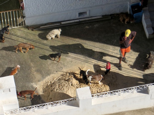 Alguns animais foram flagrados do lado de fora da casa pela vizinha (Foto: Maria Soares / Arquivo Pessoal)