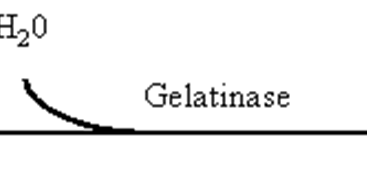 gelatin hydrolysis test reagent gelatin hydrolysis test reagent