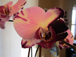 本月蘭花 Orchid of the month