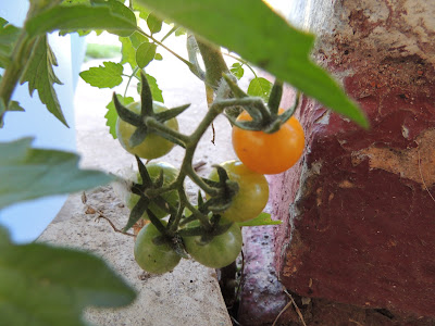 heirloom tomatoes, bruschetta, tasty, adelaide