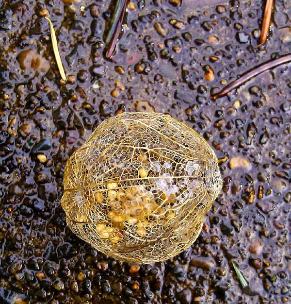 ramble & frolic garden goodness seed pods