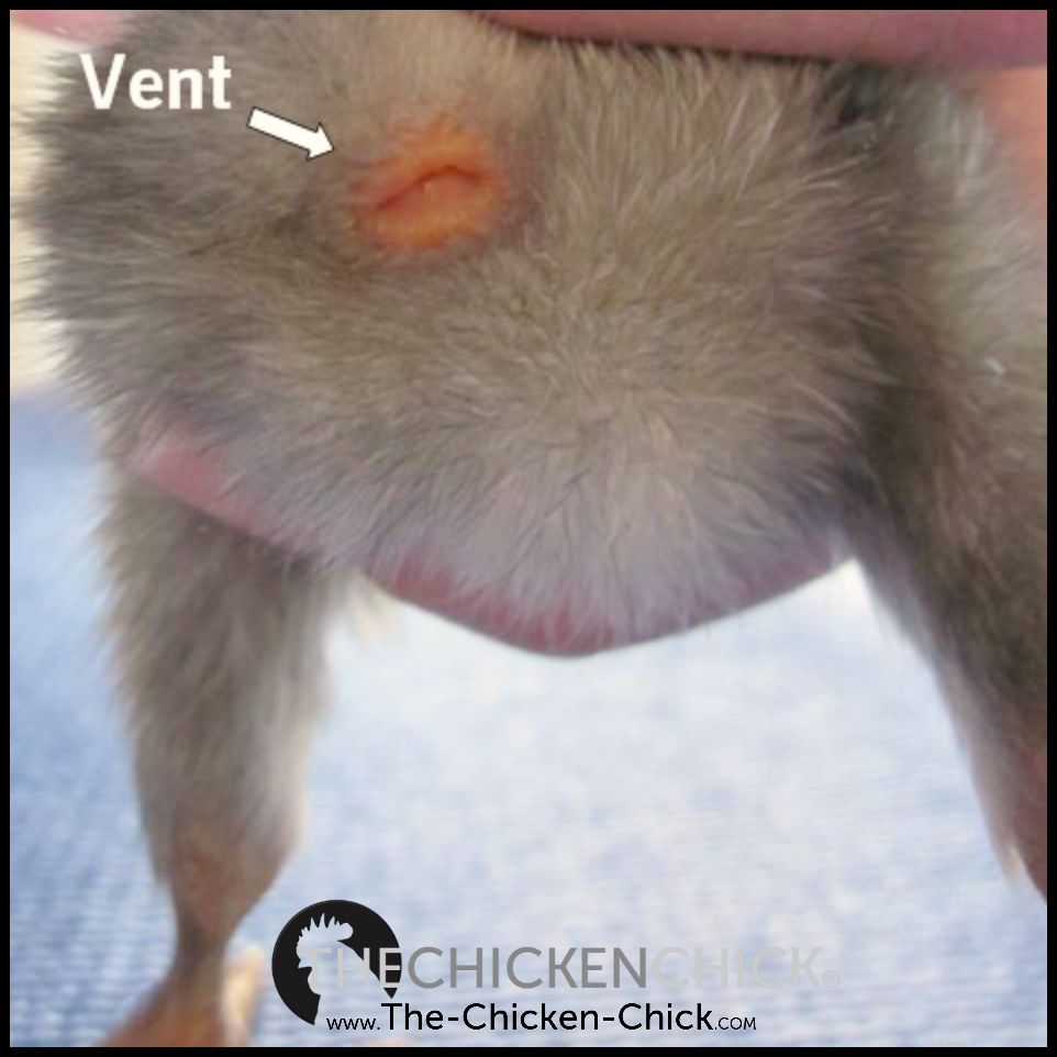 Tips for Choosing Healthy Chicks The Chicken Chick®