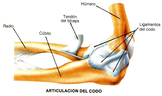 cadenas cineticas del cuerpo humano anatom 237 a ram 243 n cadenas cineticas del cuerpo humano anatom 237 a ram 243 n