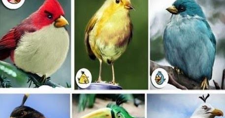 Famous Birds Tapandaola111