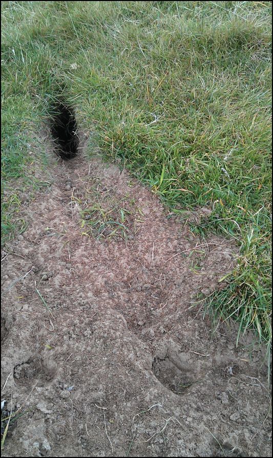 Islay Natural History Trust Rabbit burrow
