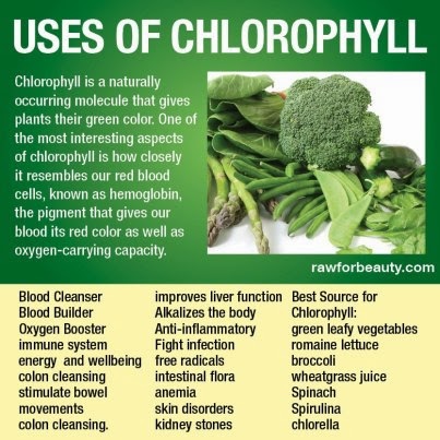 chlorophyll liquid green health benefits uses greens foods splina fruits vegetables use diet body nutrition drops healthy natural super eat