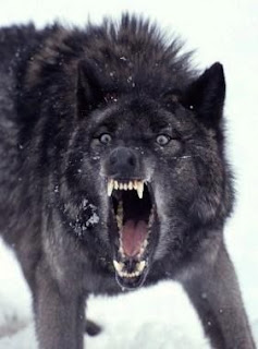 Insanity Wolf Xbox
