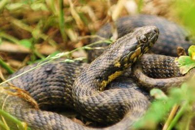 Serpentes atacam caçadores de ratos em Chimoio