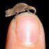 Tiny Lizards Found in Madagascar