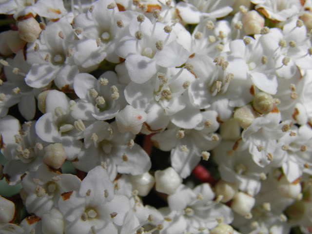  FLORES DE DURILLO EN FEBRERO