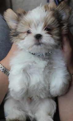 how much does a shih tzu cost how much does a shih tzu puppy cost many how much does a shih tzu cost how much does a shih tzu puppy cost many