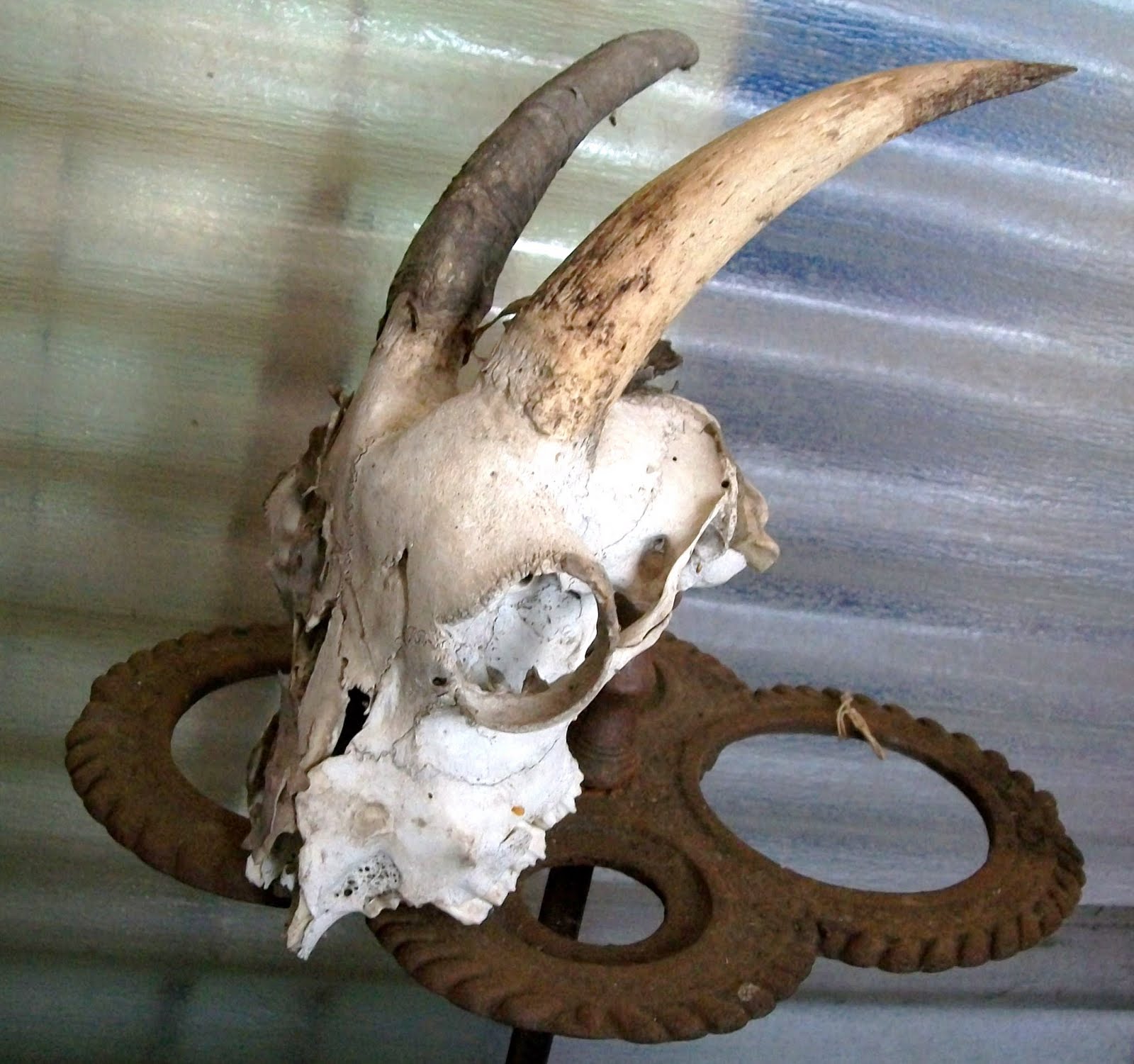 Estate Sale Services 409.750.3688 Roland Dressler Goat Skull Horns