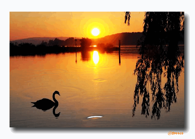 Reflexiones de la vida - Si nos hieren  00+cisne+puesta+de+sol+animada