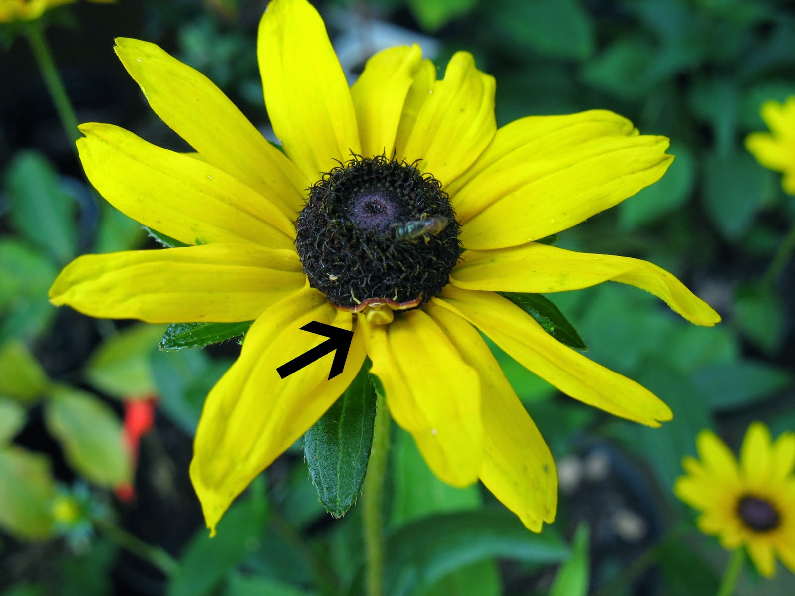 Using Native Plants Awesome, Easy, Native Perennials for