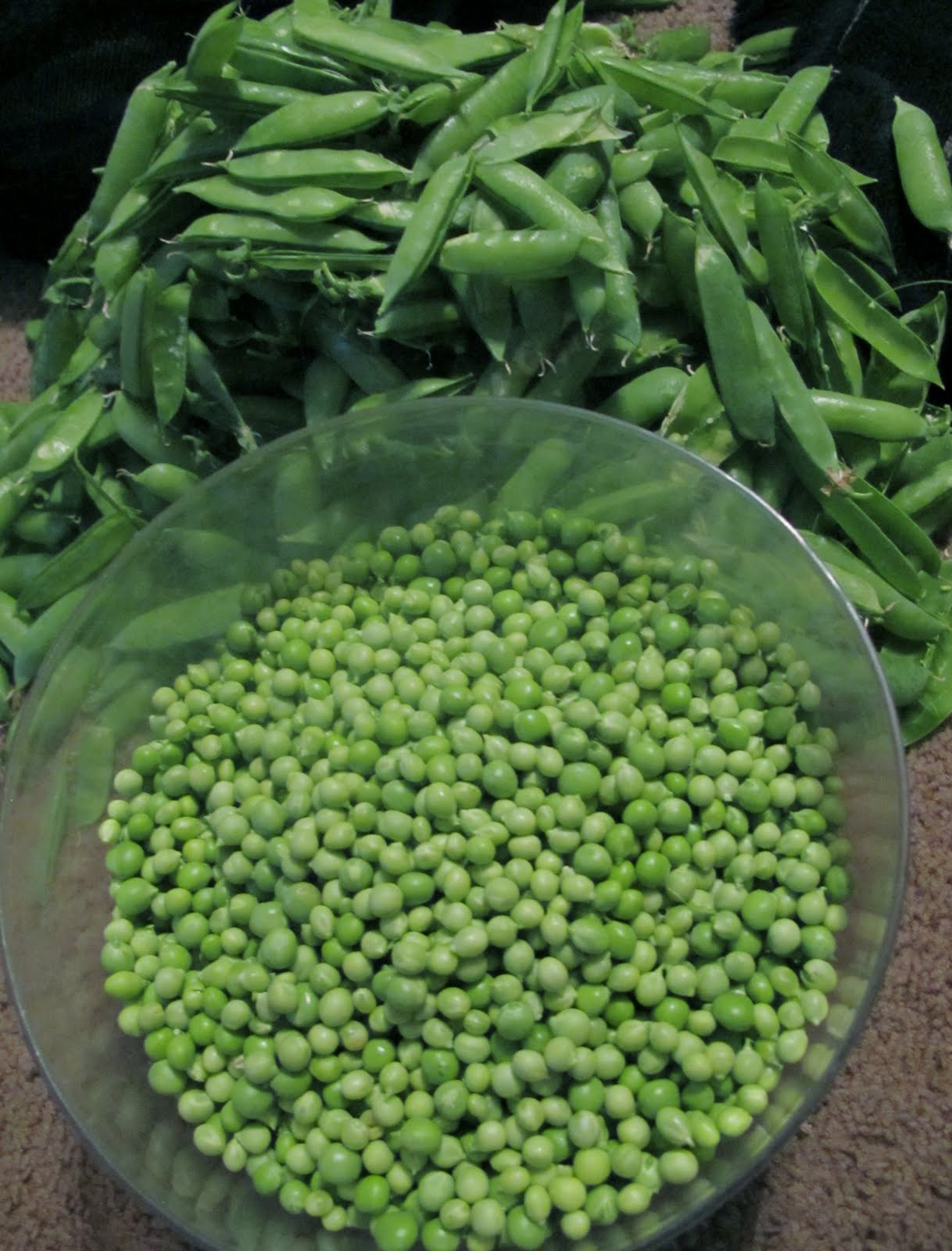 How to Grow Your Own Peas The Free Range Life
