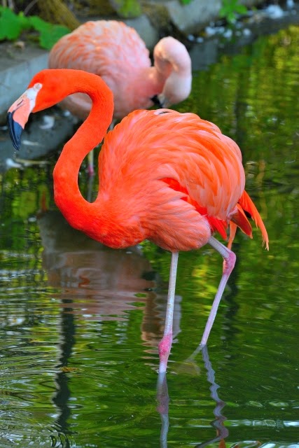 衝撃の事実 フラミンゴのピンク色の秘密 上野動物園の達人