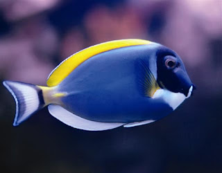 حصرياً ألبوم صور أسماك الزينة النادرة بألوان مذهلة خرافة 742-fish+d