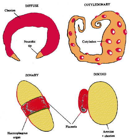 Shelford Tutorials: PLACENTA