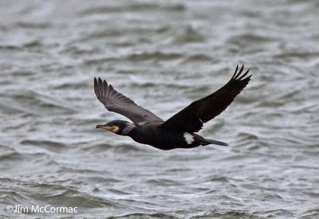 Ohio Birds and Biodiversity Cormorant battles giant fish!