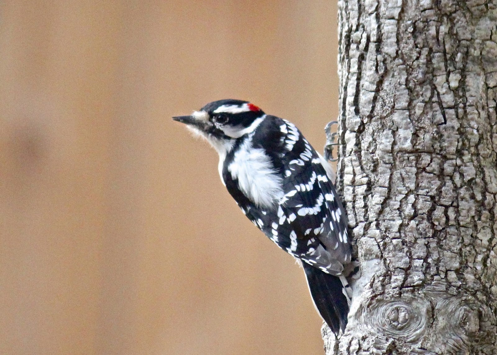 Red House Garden: How to Tell the Difference Between a Downy Woodpecker