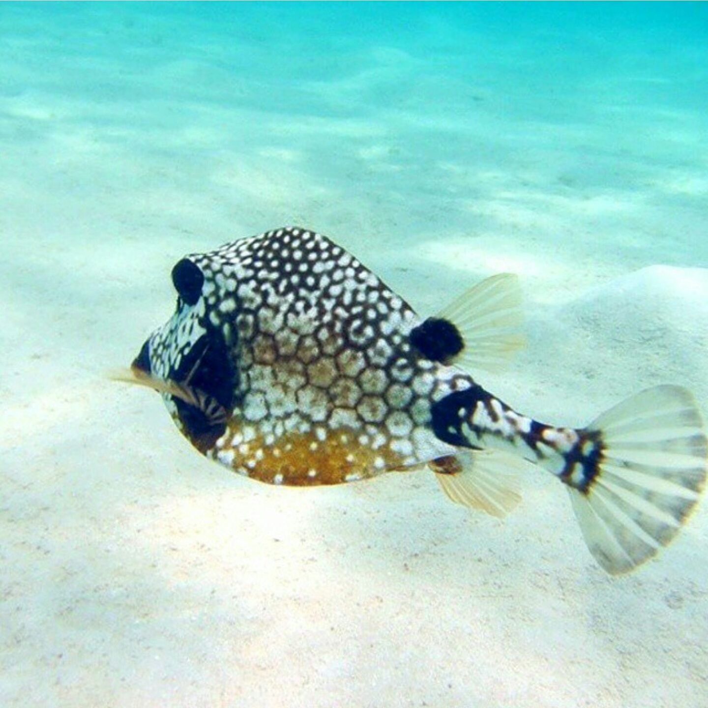 The Red Apron TRUNK BAY, ST. JOHN, U.S.V.I