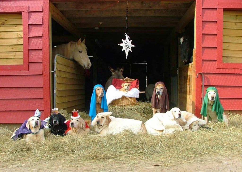 A Vet's Guide To Life December 2014