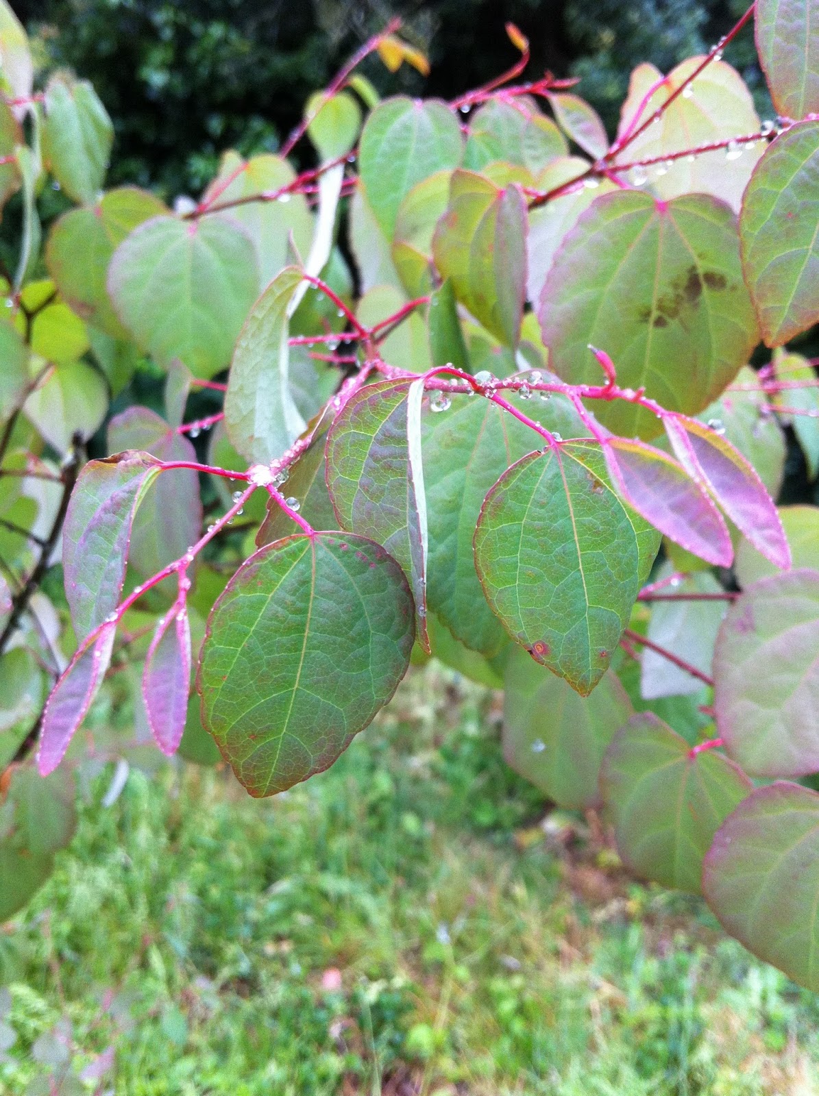 the blackberry garden November 2011
